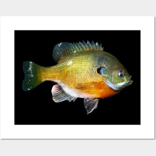 Bluegill Posters and Art